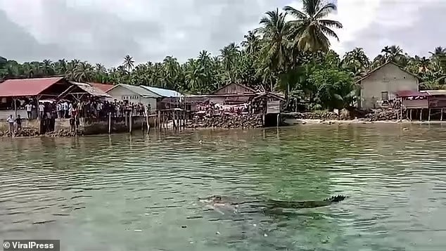 crocodile indonesia woman water sea