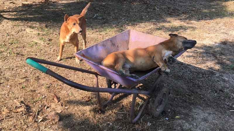 dog owners funeral dying friend