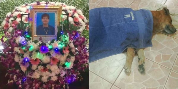 Dog in Thailand weeps at owner's funeral before dying beside her coffin