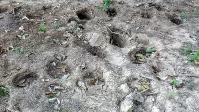 elephants destroy home footprints