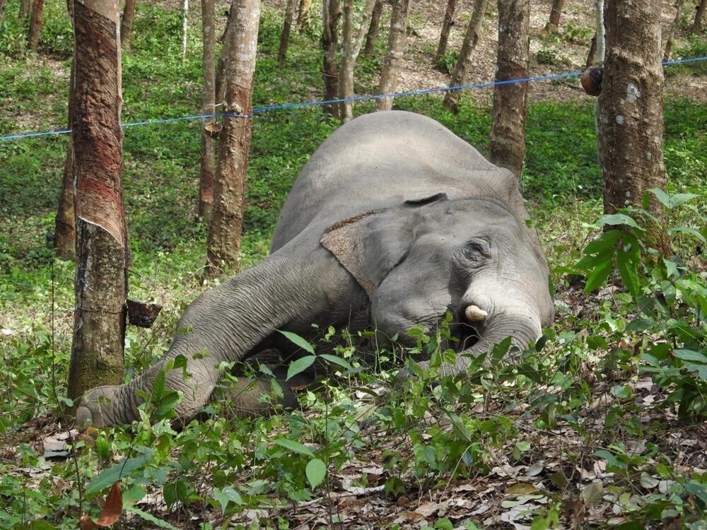 elephants destroy home calf