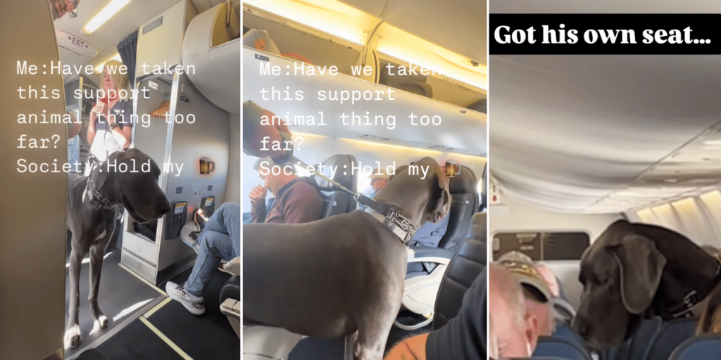 Passenger on US flight slammed for bringing Great Dane as 'emotional support' dog