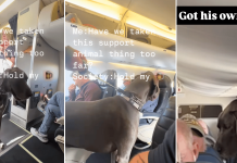 Passenger on US flight slammed for bringing Great Dane as 'emotional support' dog