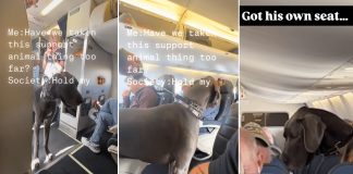 Passenger on US flight slammed for bringing Great Dane as 'emotional support' dog