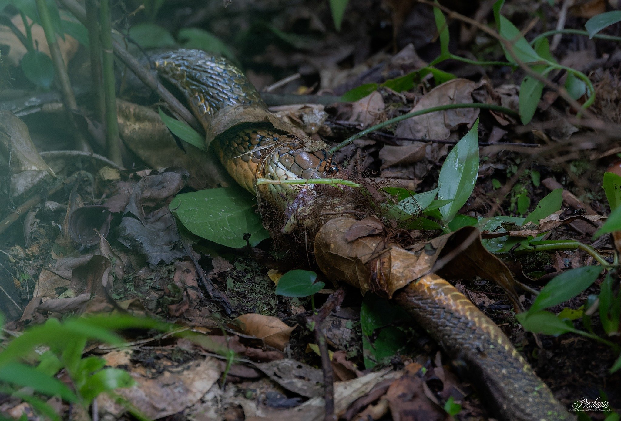 king cobras battle