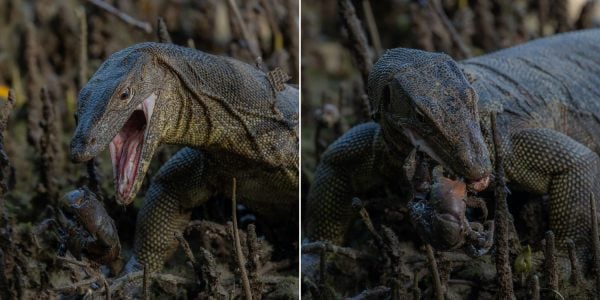 Giant monitor lizard feasts on crabs at Sungei Buloh Wetland Reserve