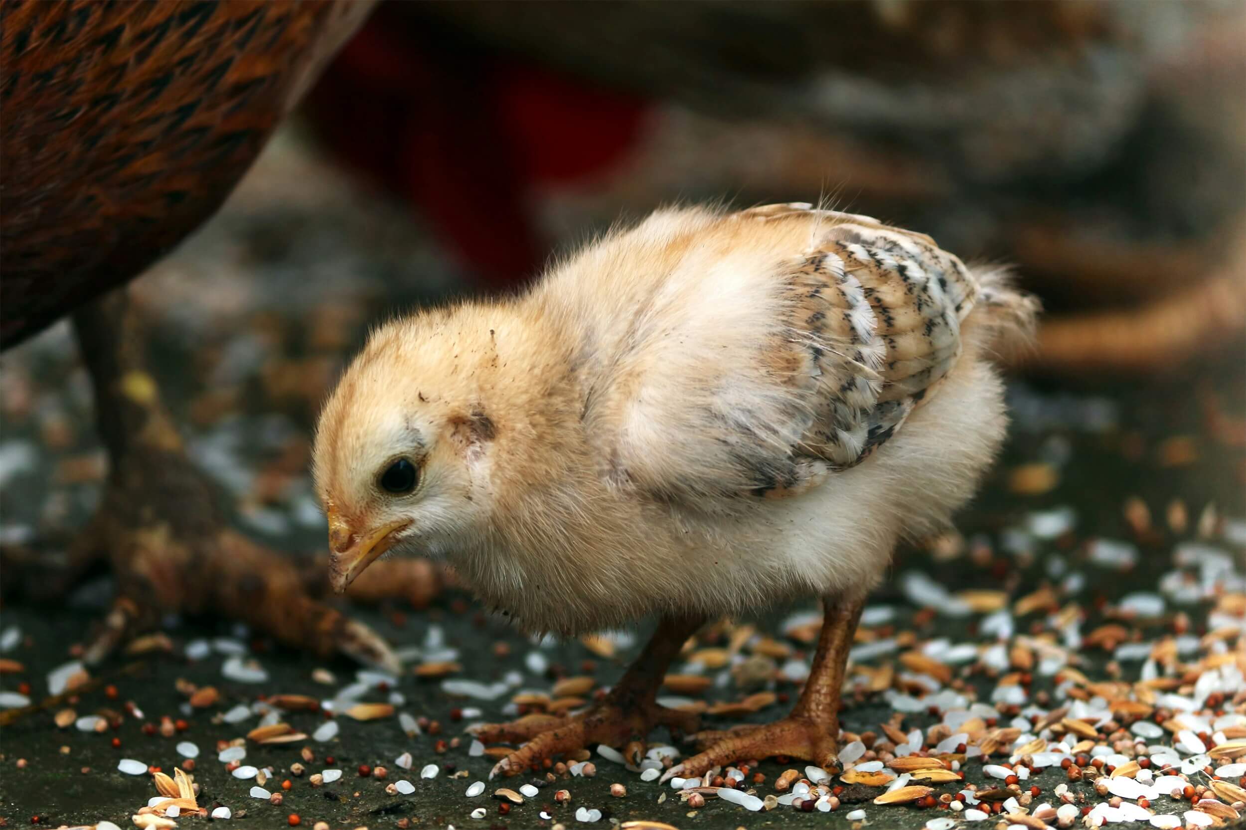 man swallows live chick