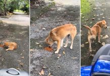 motorcyclist starving dog