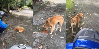 motorcyclist starving dog