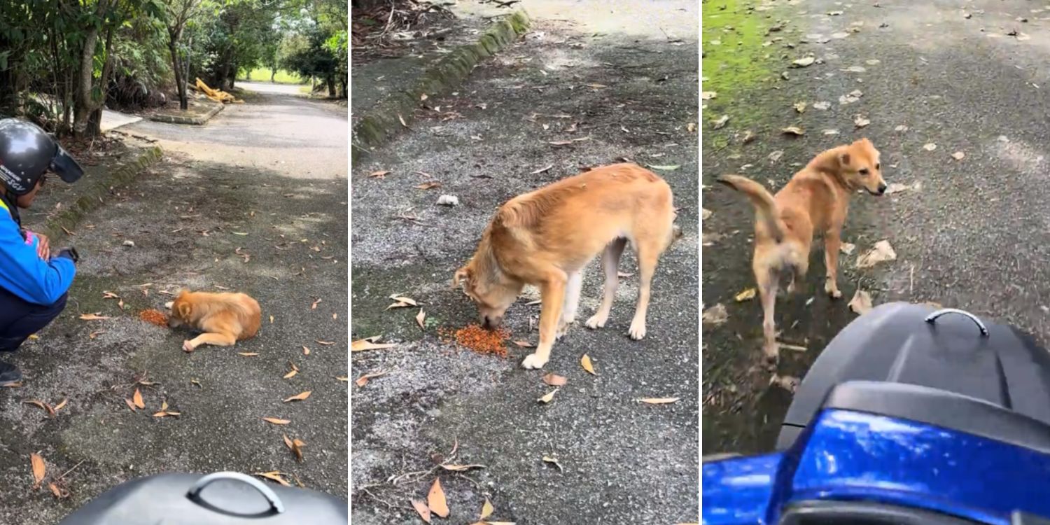 motorcyclist starving dog