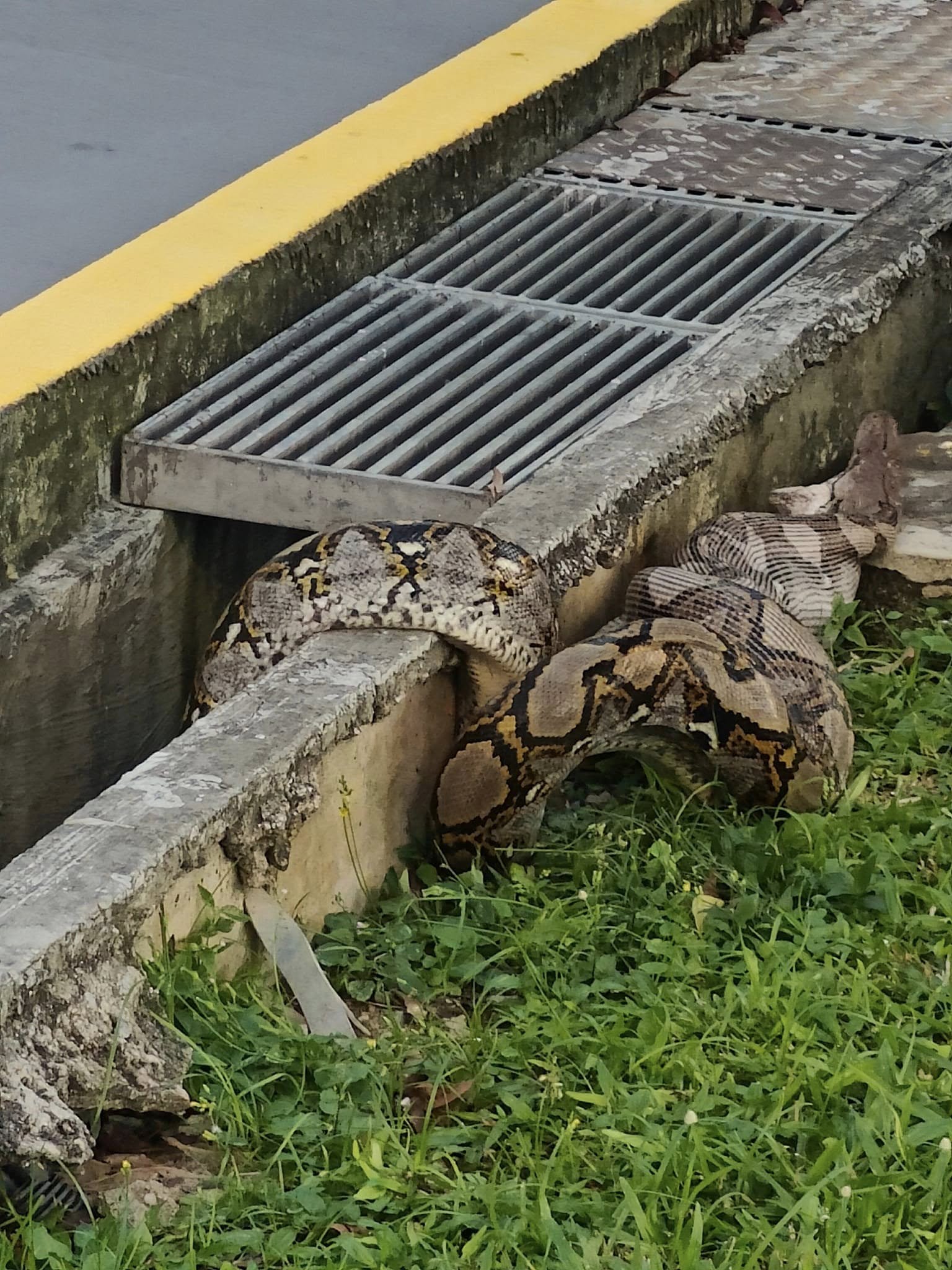 python eunos community cat snake