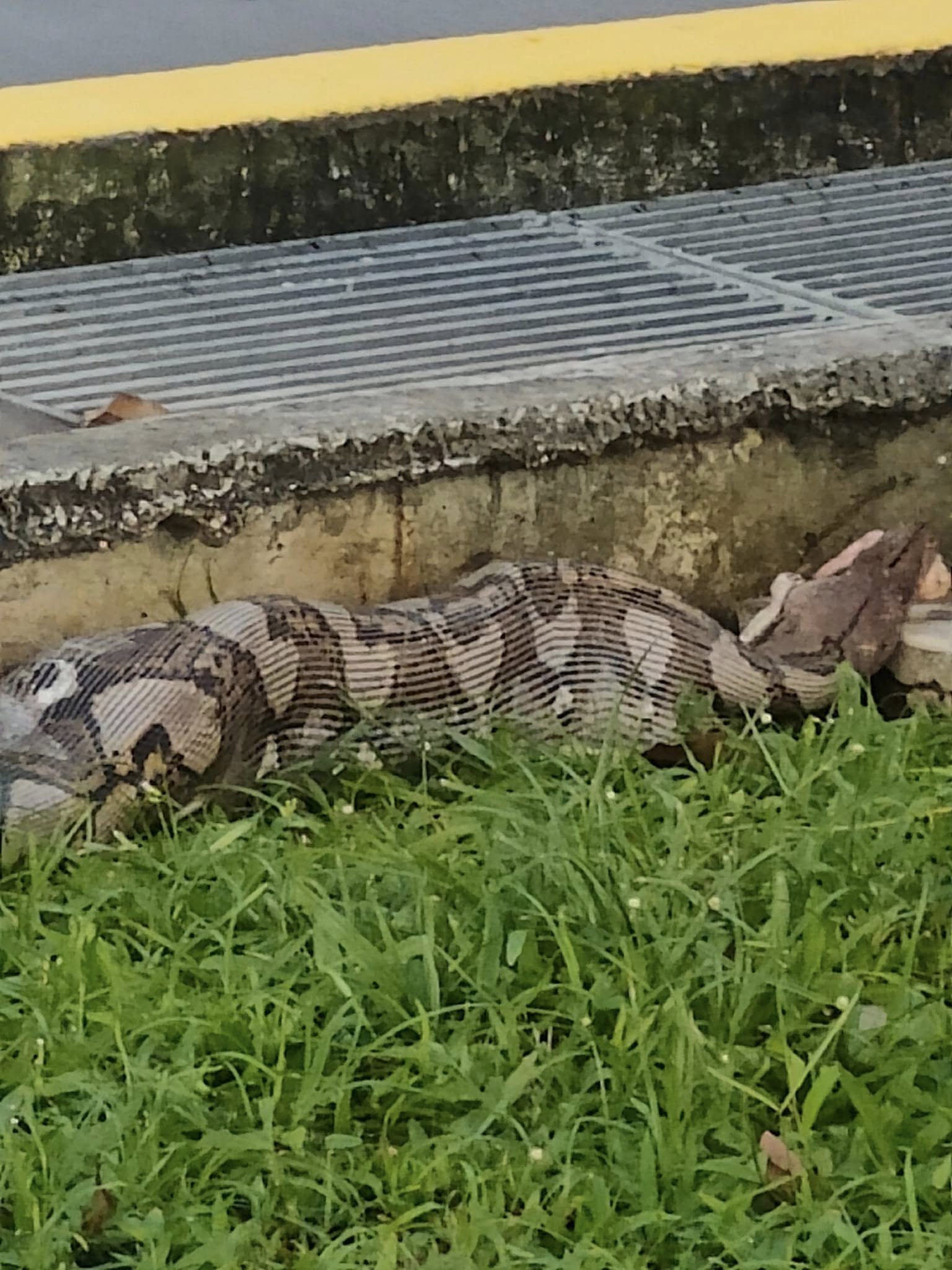 python eunos community cat bloated