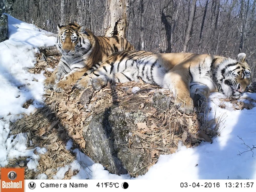 siberian tiger 190km mate reunited