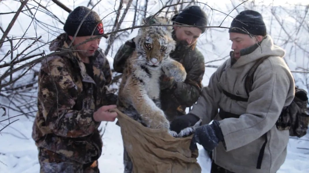 siberian tiger 190km mate cub