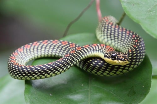 snake side view mirror