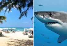 big fish injured tourist