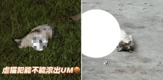 Cat found dismembered in M'sia university, student union investigating growing abuse cases