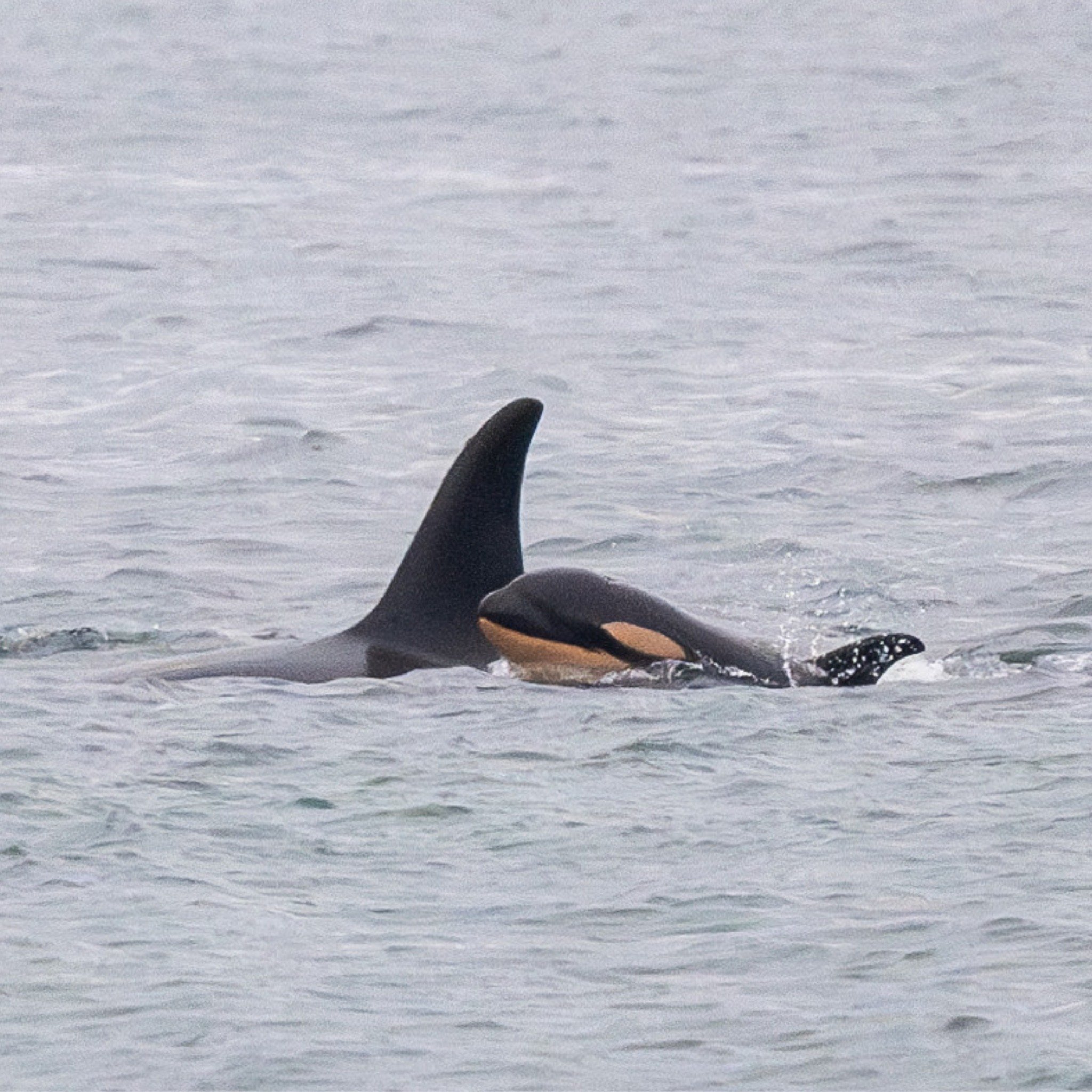 whale dead baby orca