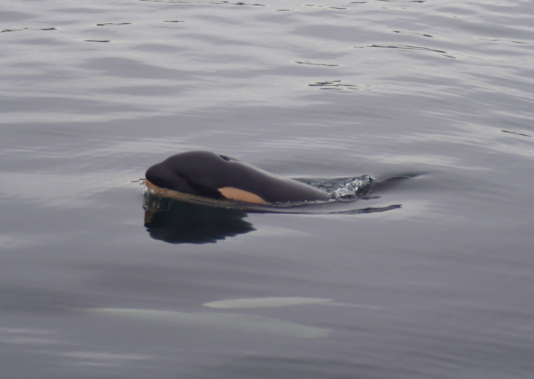 whale dead baby calf