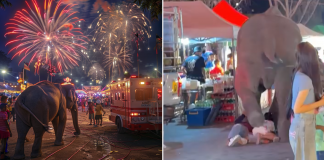 elephant knocks people