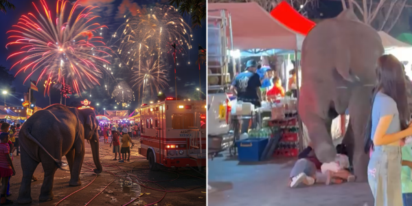 elephant knocks people