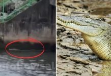 crocodile spotted