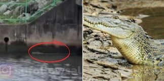 crocodile spotted