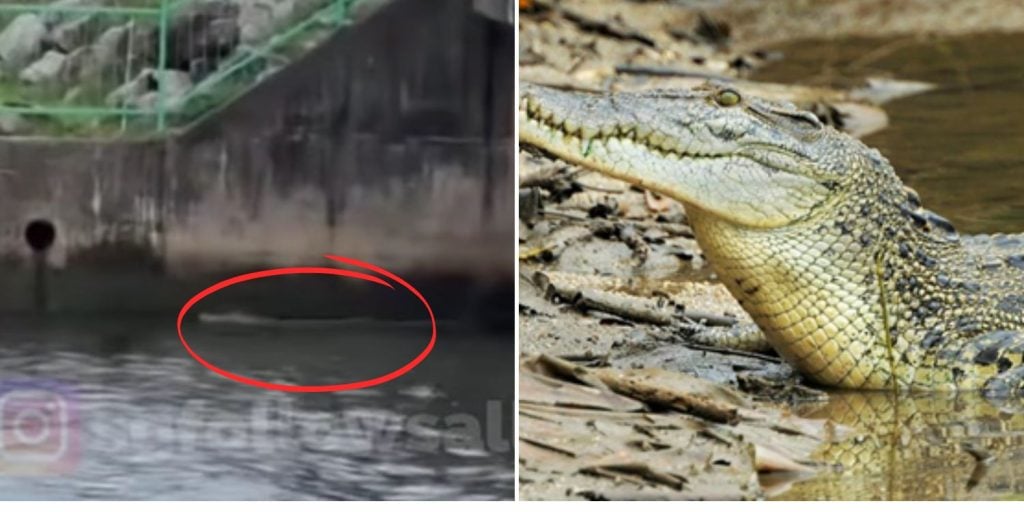 crocodile spotted