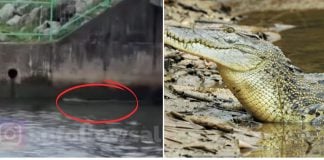 crocodile spotted