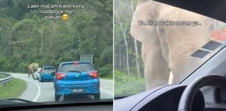 elephant blocks road msia