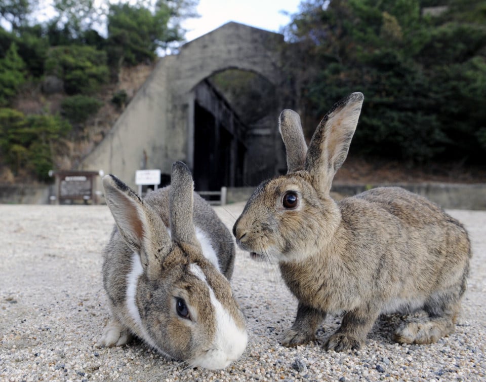 rabbit island deaths