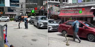 man-picks-snake-road