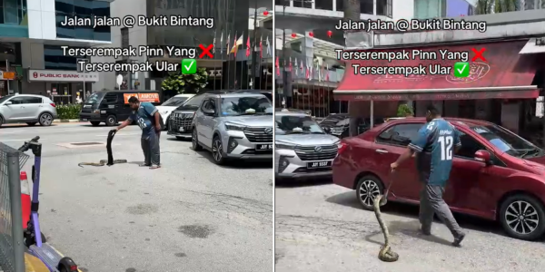 man-picks-snake-road