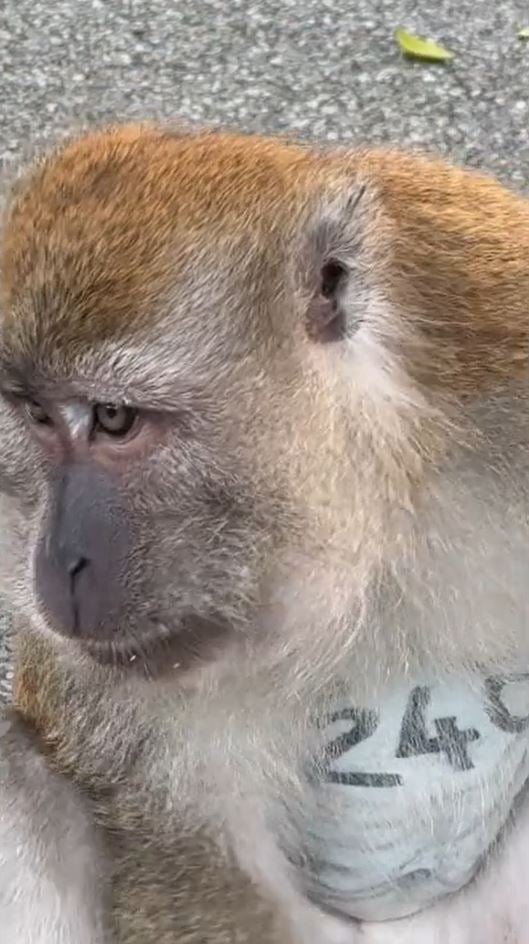 monkey zoo bananas