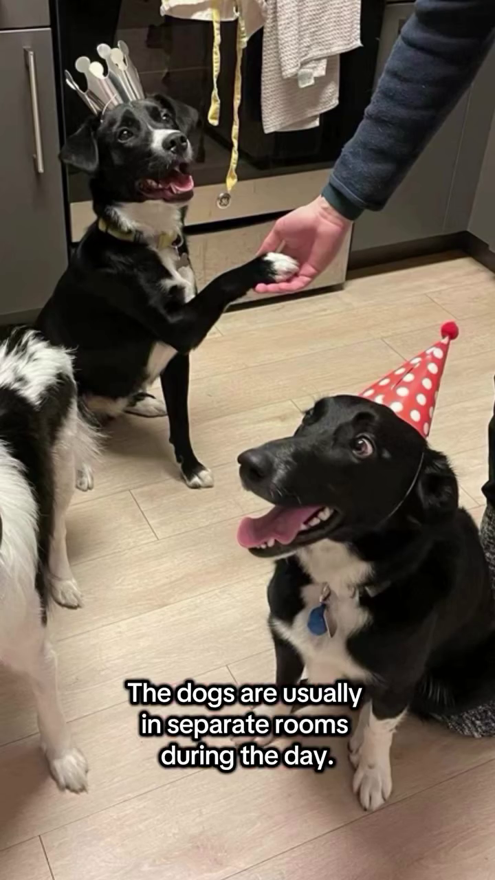 news dogs california wildfires pets