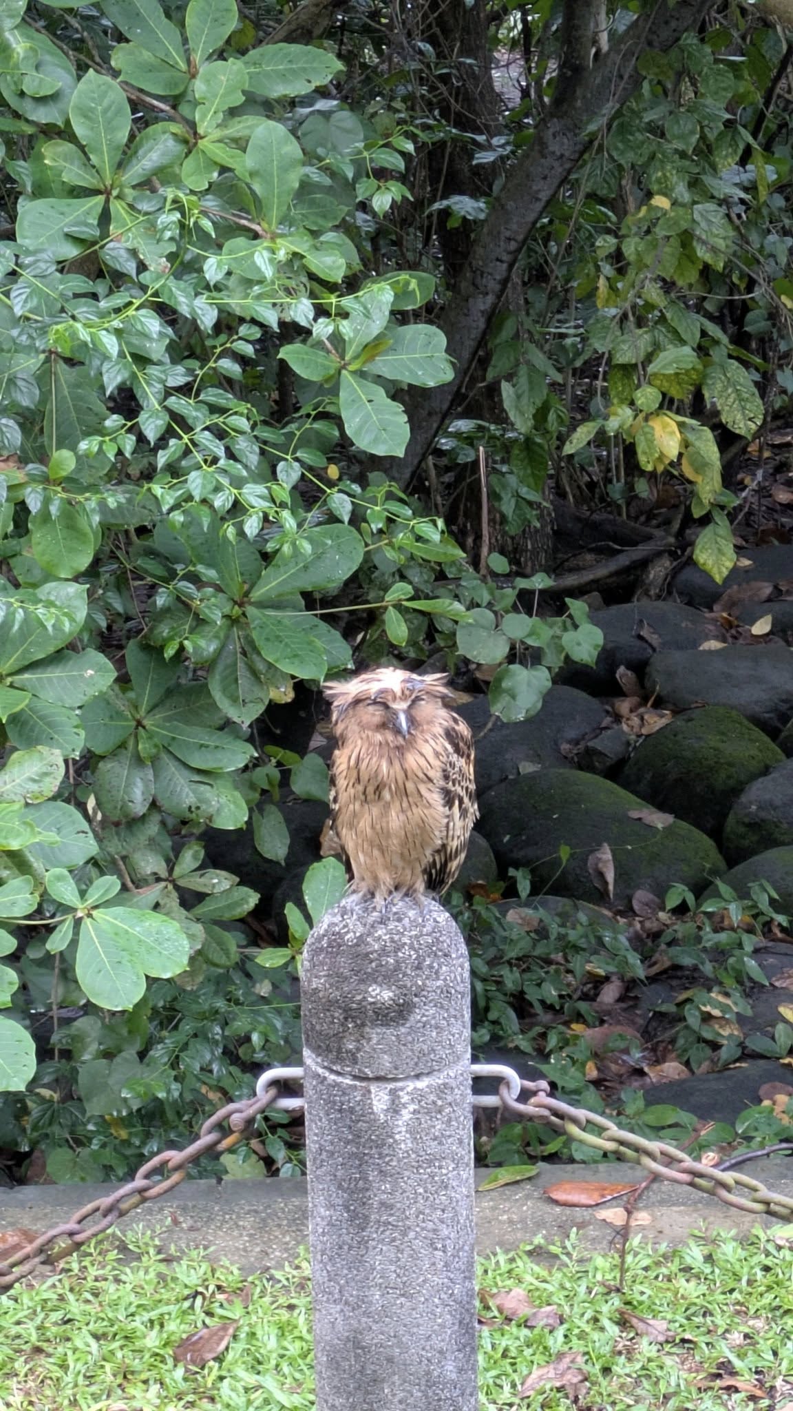 owl punggol park