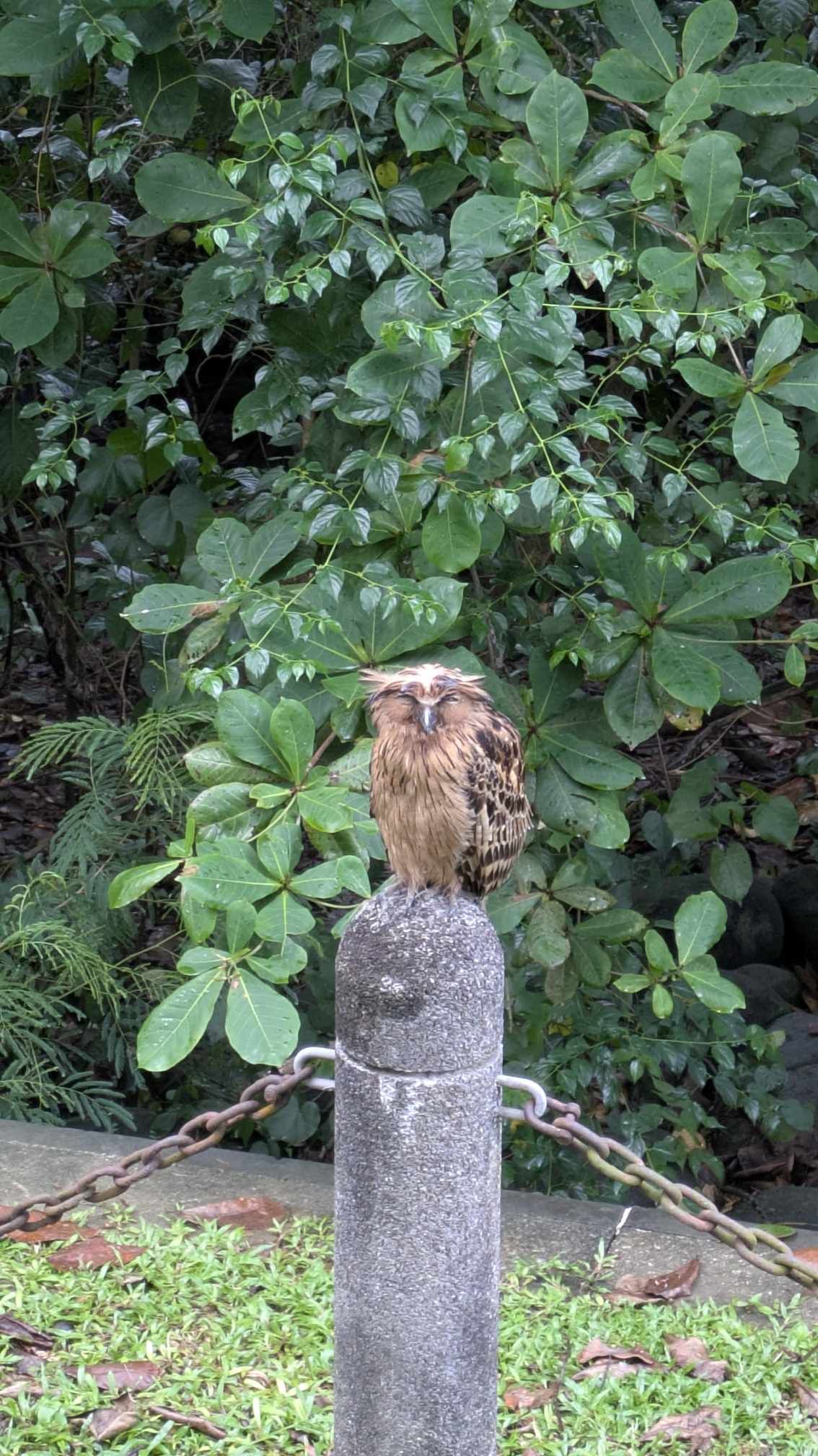 owl punggol park