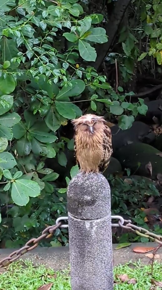 owl punggol park