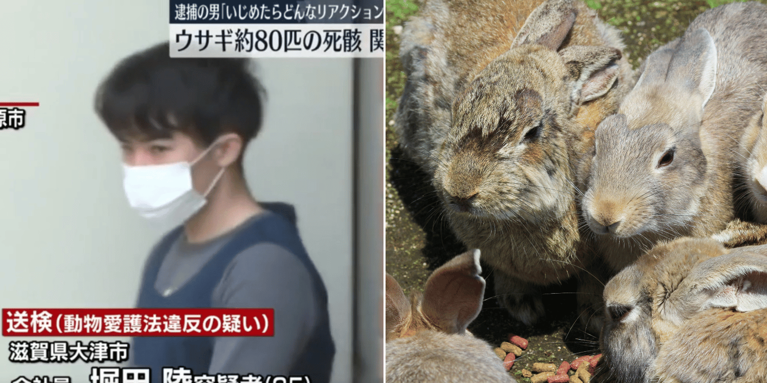 Man arrested for allegedly kicking & killing up to 80 bunnies on Japan's Rabbit Island