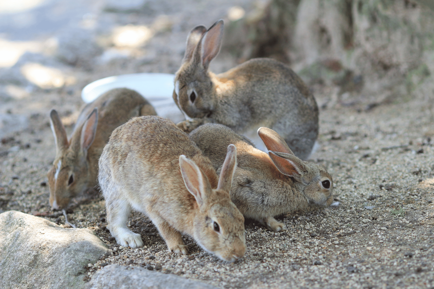 rabbit island deaths