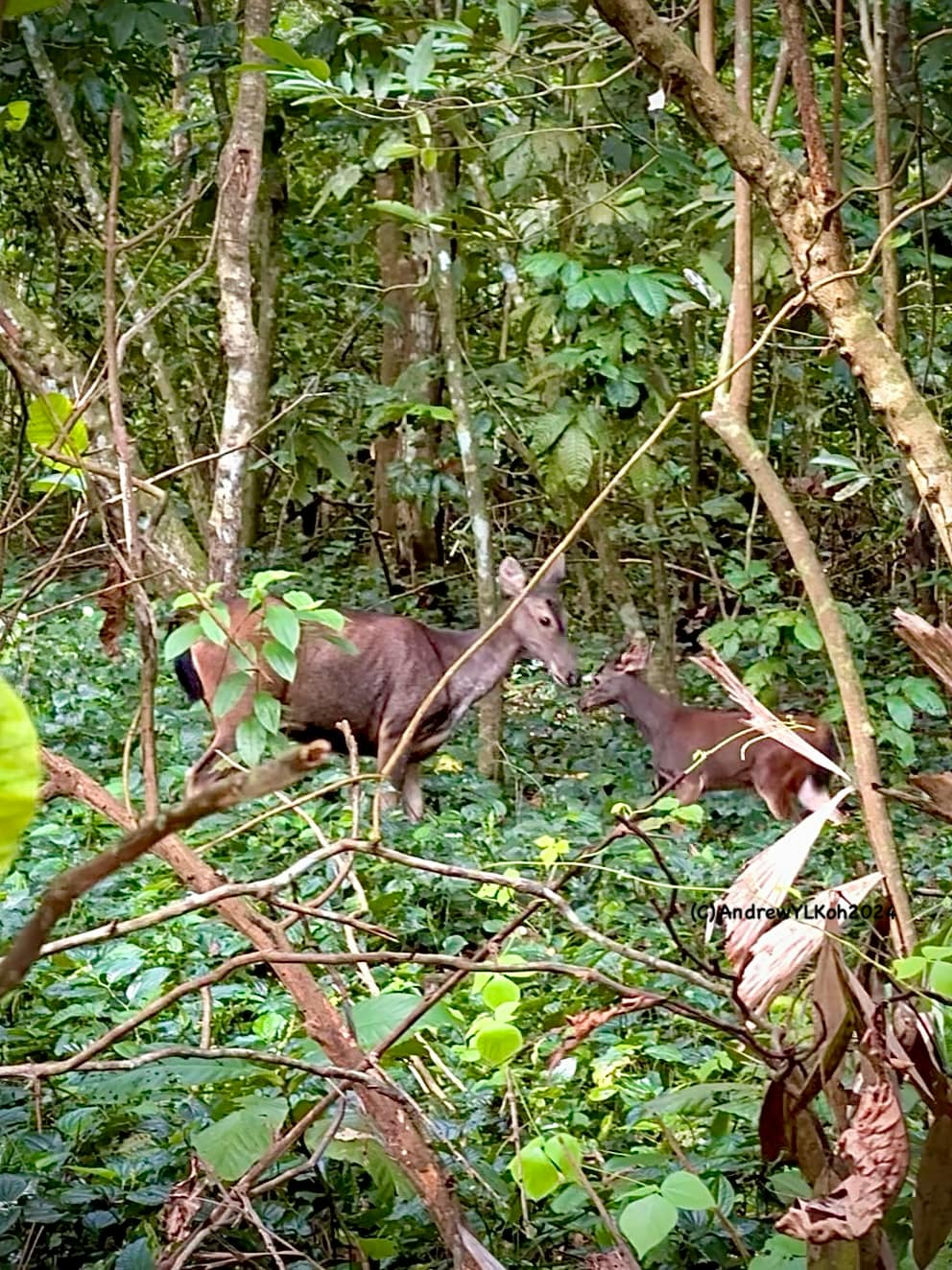 sambar deer pair