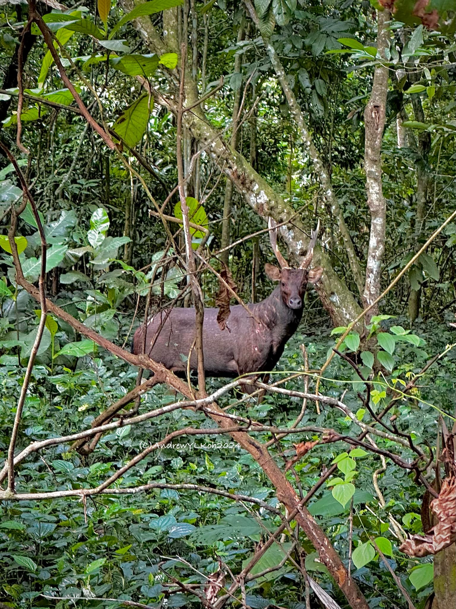 sambar deer pair