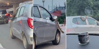 snake crawling car