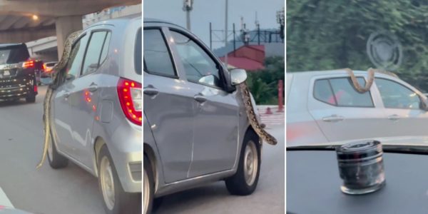 snake crawling car