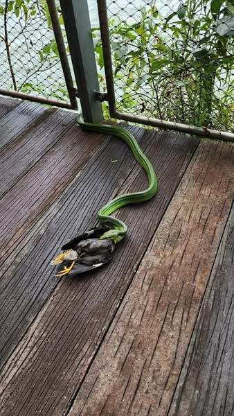 snake mynah mandai boardwalk