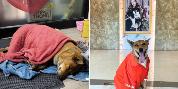 thai princess adopts dog