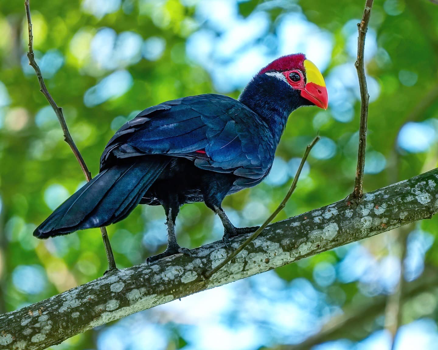 violet turaco seletar