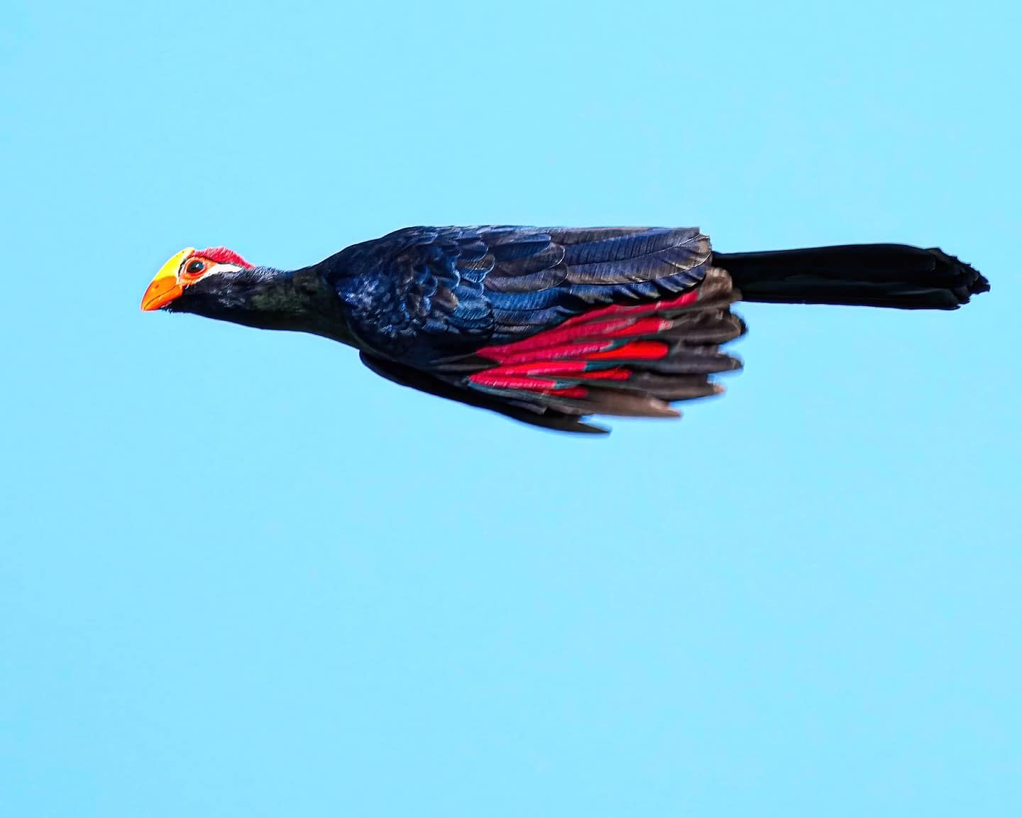 violet turaco seletar