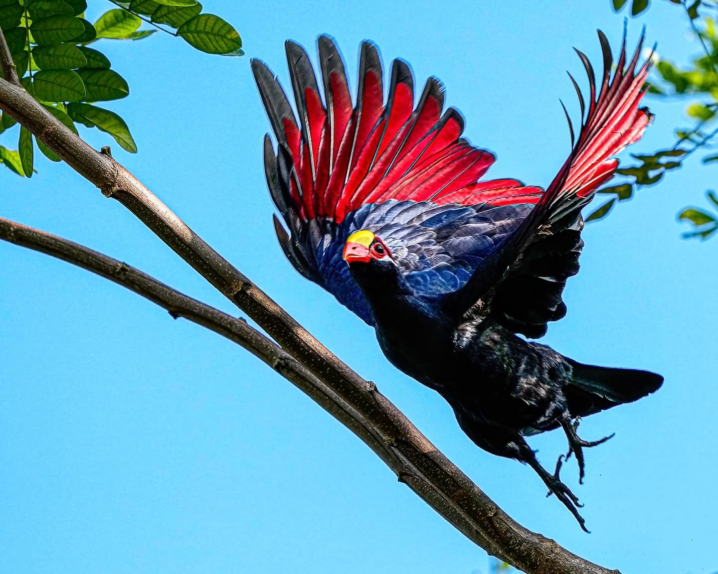 violet turaco seletar