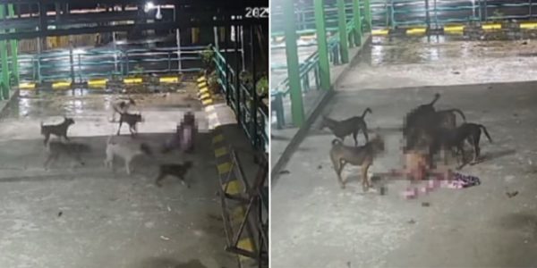 Woman mauled by large group of stray dogs, found dead at bus station in M'sia